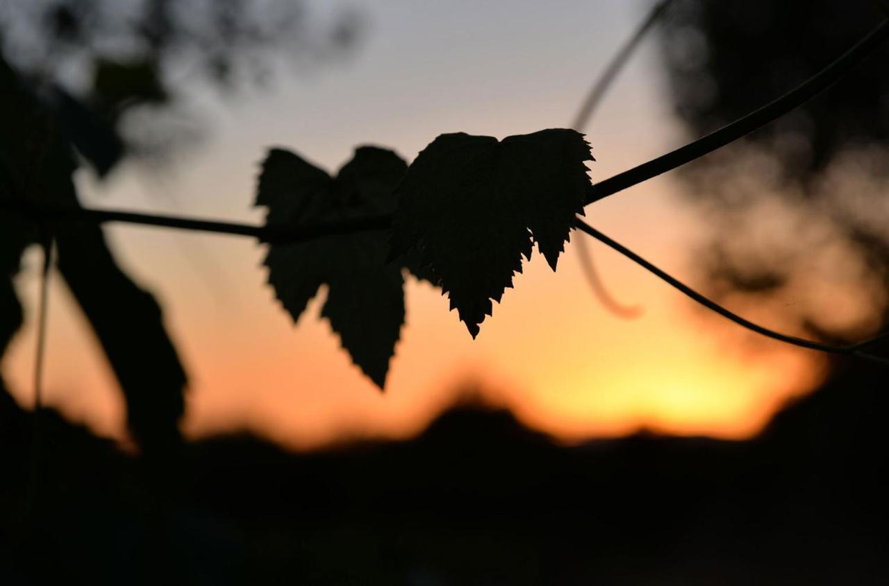 Agriturismo Arte Et Agricoltura توسكانيا المظهر الخارجي الصورة